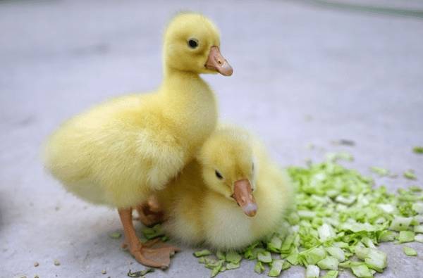 雏鹅的饲料配方,雏鹅饲喂的注意事项_养鹅