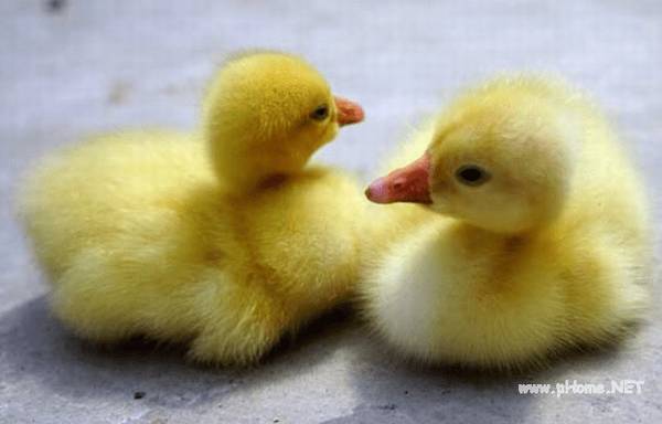 ������ֳ�����Ҫ��_����