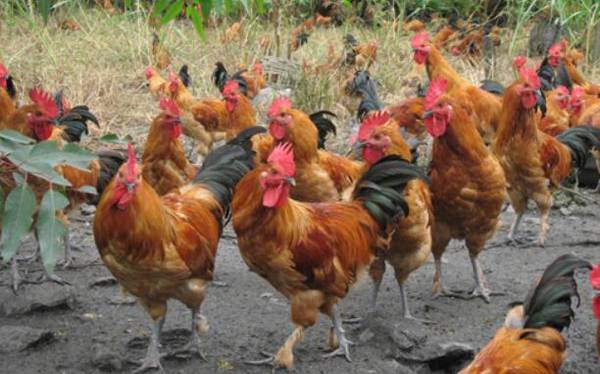 散养土鸡的常见品种_养鸡