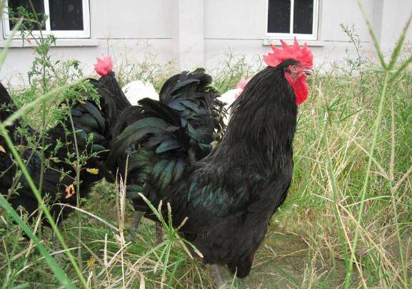 散养土鸡的常见品种_养鸡