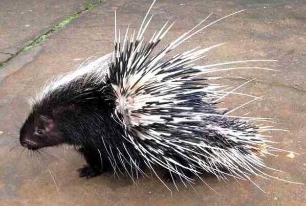 养殖豪猪的几点注意事项_豪猪养殖