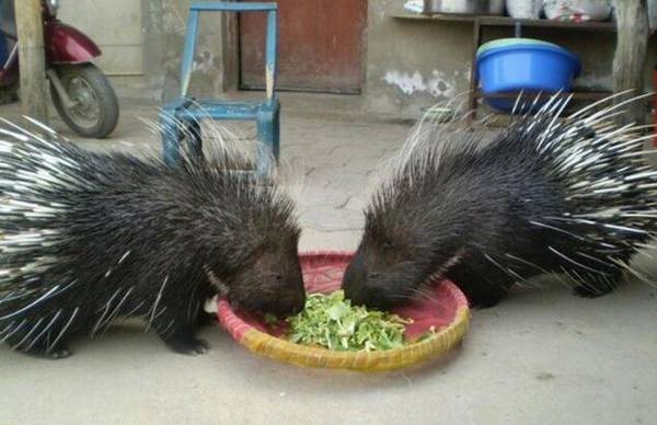 豪猪不同生长阶段饲料的管理方法_豪猪养殖