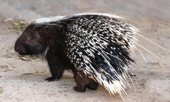 不适合养殖的豪猪有哪些_豪猪养殖