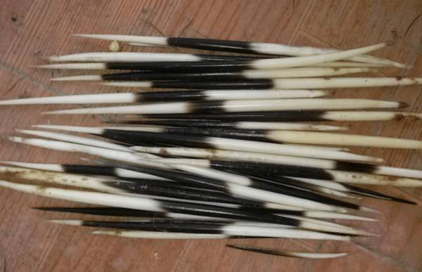 豪猪刺的功效与作用_豪猪养殖