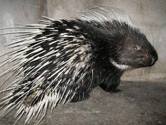 豪猪的繁殖性能,豪猪一年生几胎_豪猪养殖