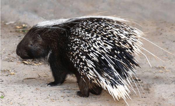 豪猪舍限位栏的设计要求_豪猪养殖