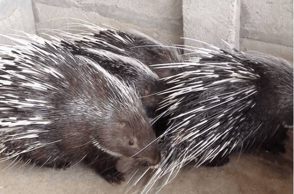 豪猪母猪发情的三个阶段_豪猪养殖