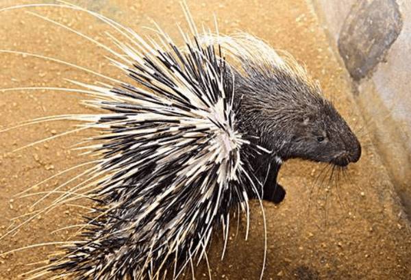 养殖豪猪的几点注意事项_豪猪养殖