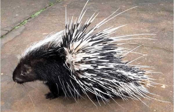 豪猪饲料的搭配方式_豪猪养殖