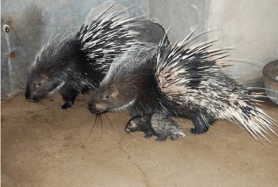 豪猪得了腹水病怎么办,豪猪腹水的防治方法_豪猪养殖