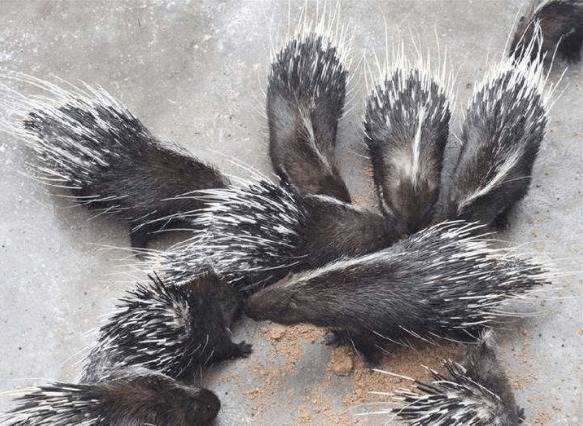 怎么降低豪猪养殖成本?_豪猪养殖