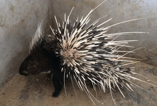 豪猪养殖的优势有哪些_豪猪养殖