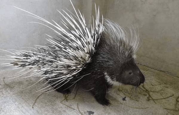 如何做好野生豪猪的四季饲养管理_豪猪养殖