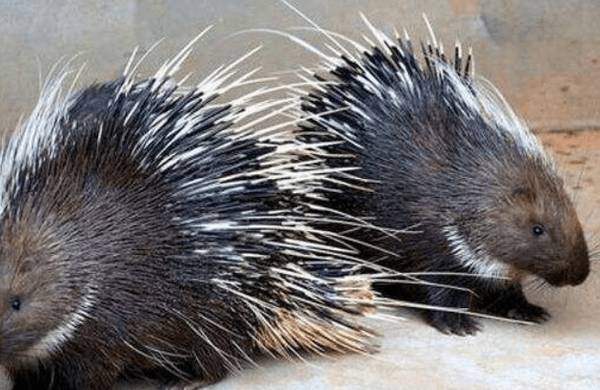 养豪猪保育舍的设计要求_豪猪养殖