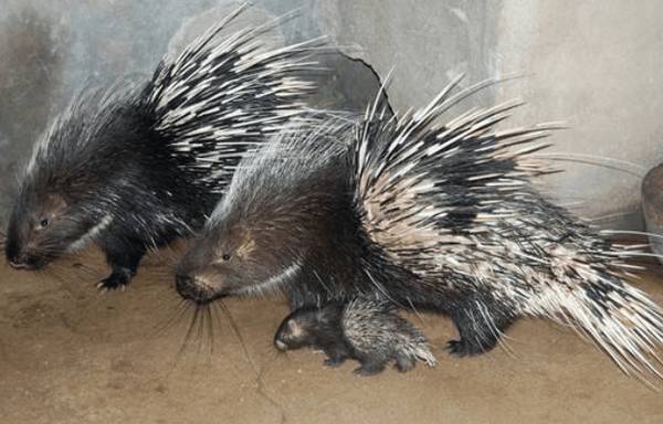 豪猪舍大栏的设计要求_豪猪养殖