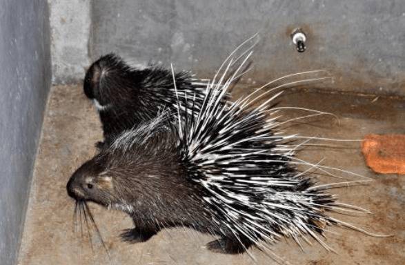 如何做好野生豪猪的四季饲养管理_豪猪养殖