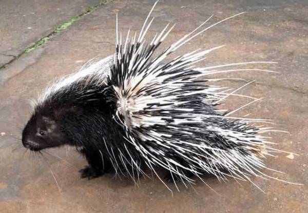 养豪猪防止豪猪逃跑的方法_豪猪养殖