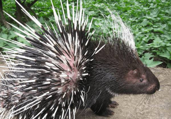 豪猪的经济价值有哪些_豪猪养殖