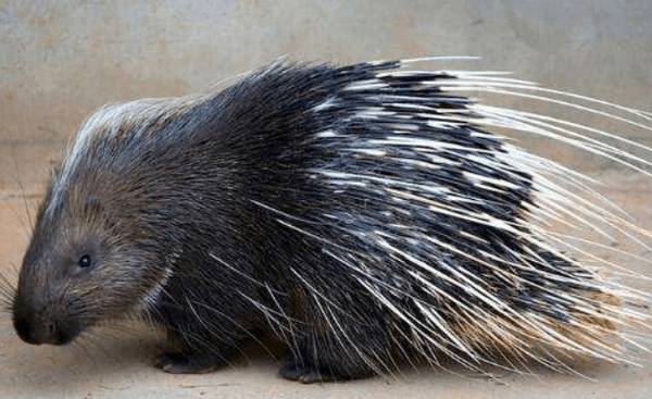 如何做好野生豪猪的四季饲养管理_豪猪养殖