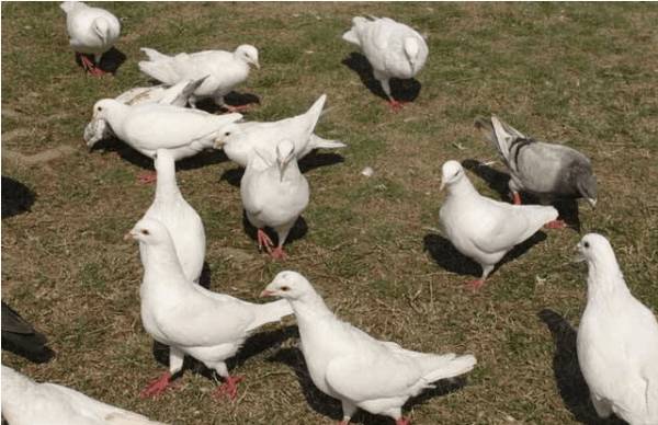 肉鸽鸽痘的三种类型_养鸽