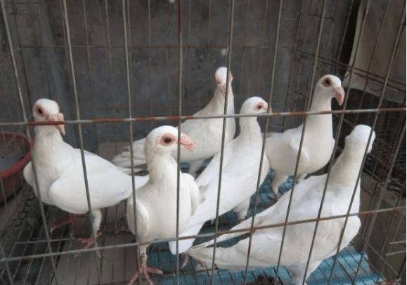 肉鸽鸽痘的传染途径_养鸽