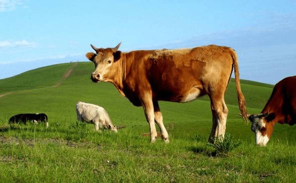 牛的腐蹄病怎么治?_养殖问答