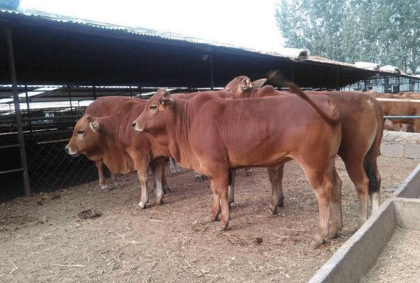 ��ôԤ����ţ���ӹ��ף�_��ֳ�ʴ�