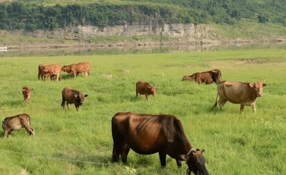 养牛时怎么混合养殖_养殖问答