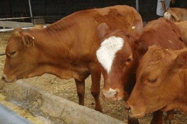牛便秘症状的简单治疗方法_养牛