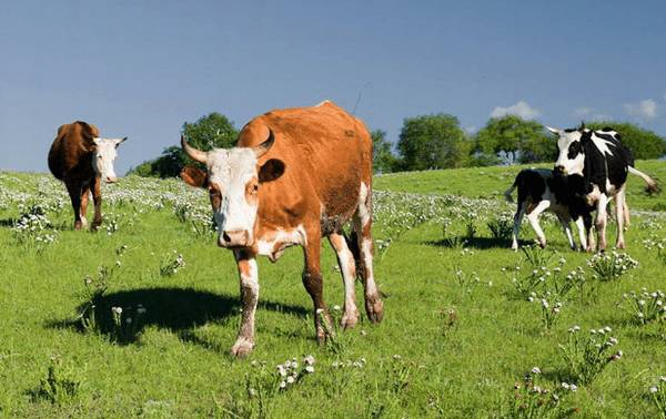 牛感冒的快速治疗方法_养牛