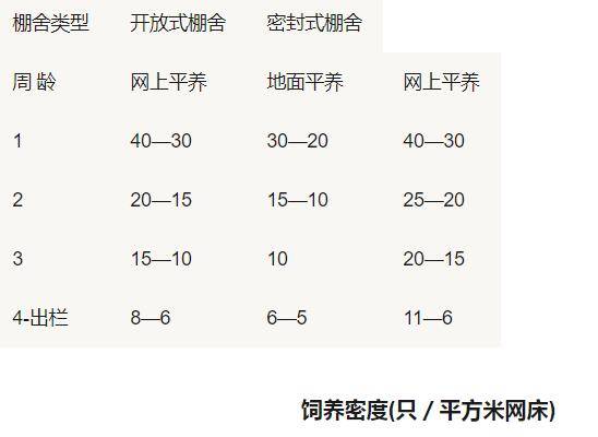 夏季养鸭的饲养密度问题,降密度才能保增长_养鸭