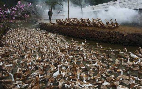 夏季养鸭子对饲养方式的要求_养鸭