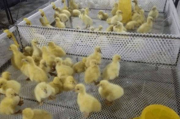 肉鸭的三种育雏方式_养鸭