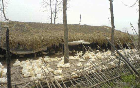 养鸭子搭建鸭舍的注意事项_养鸭