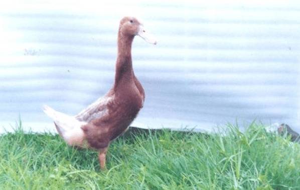 稻田养鸭模式中的鸭子品种选择_养鸭