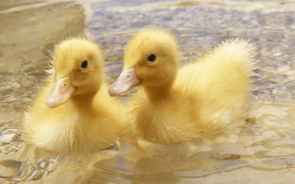 养鸭减少饲料浪费的4个措施_养鸭