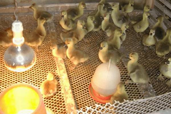 雏鸭饮水与开食的经验技巧_养鸭