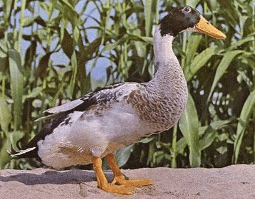 鸭子品种之山麻鸭的品种特点_养鸭
