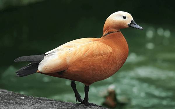 赤麻鸭的品种特点详解_养鸭