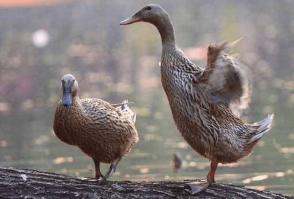 养鸭要注意的四大问题_养鸭