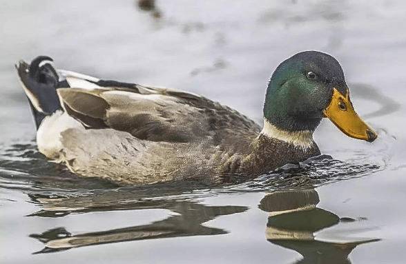 影响蛋鸭产蛋的三大因素_养鸭