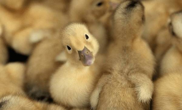 雏鸭怎么挑,雏鸭的挑选标准看一看_养鸭
