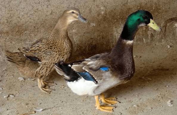 影响蛋鸭产蛋的三大因素_养鸭