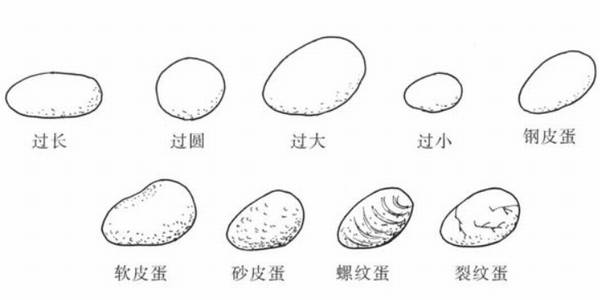 养鸭如何选择合格种蛋,从四个方面来挑种蛋_养鸭