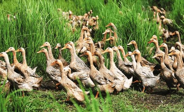 养肉鸭节省饲料的常用方法_养鸭