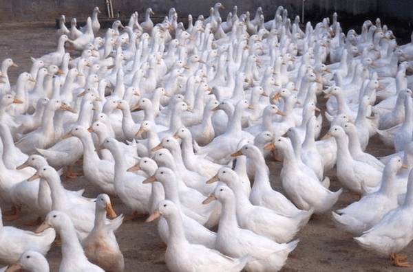 养鸭储存饲料的常用方法_养鸭