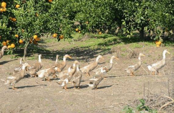 雏鸭运输时的注意事项_养鸭