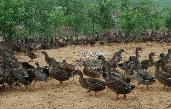 低成本自制鸭饲料配方大全_养鸭