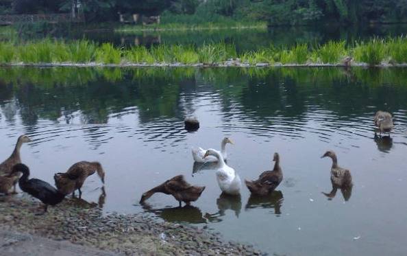小规模养鸭的最佳育雏时间_养鸭