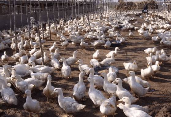 肉鸭养殖成本与利润分析_养鸭